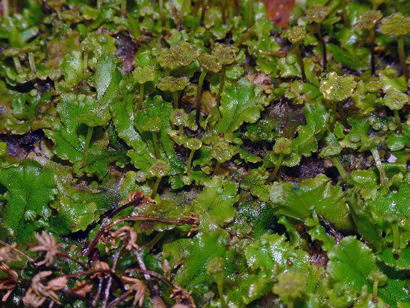 Marchantia polymopha